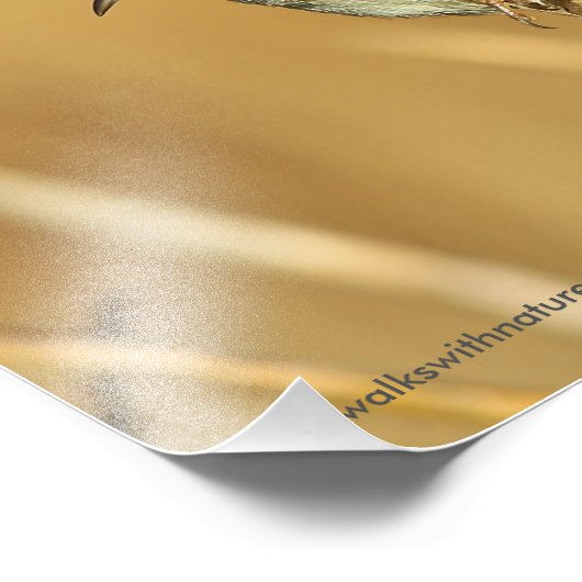 Profil eines schönen Marsh Wren Fotodruck (Ecke)