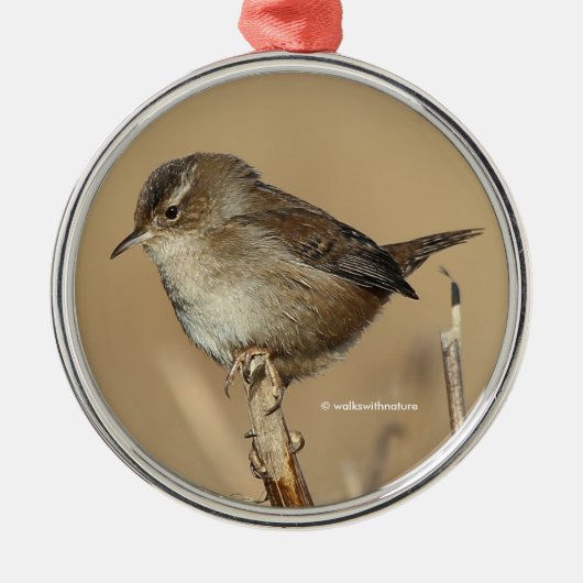 Profil eines schönen Marsh Wren Silbernes Ornament (Vorne)