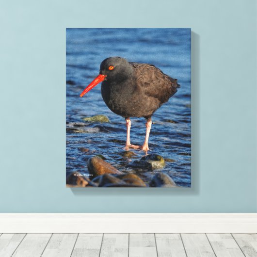 Profil eines schwarzen Austernfängers Leinwanddruck (Insitu (Holzboden))