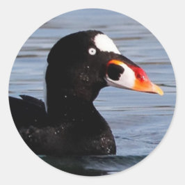 Profil eines Surf Scoter Drake Runder Aufkleber