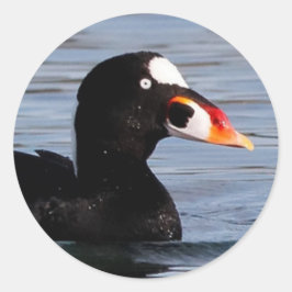 Profil eines Surf Scoter Drake Runder Aufkleber