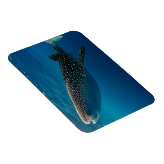 Profil eines Walhais, Indonesien Magnet (Rechte Seite)