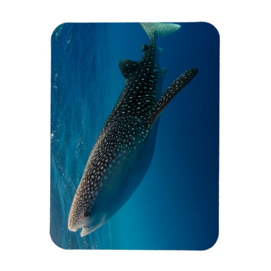 Profil eines Walhais, Indonesien Magnet (Vertikal)