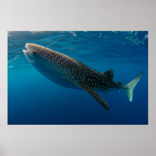 Profil eines Walhais, Indonesien Poster