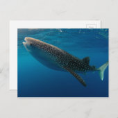 Profil eines Walhais, Indonesien Postkarte (Vorne/Hinten)