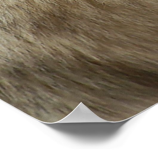 Profil eines Wolfs Poster (Ecke)