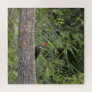Profil Florida Specht Naturfoto Puzzle