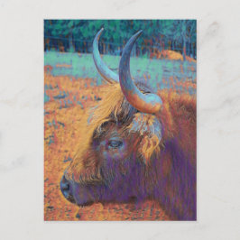 Profil Highland Cow Postkarte