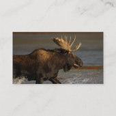 Profil oder Visitenkarte, Elch Visitenkarte (Rückseite)