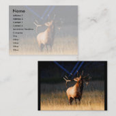Profil oder Visitenkarte, Elch Visitenkarte (Vorne/Hinten)
