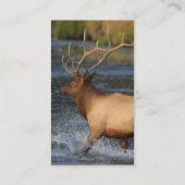 Profil oder Visitenkarte, Elchspritzen Visitenkarte (Rückseite)