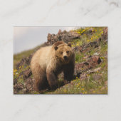 Profil oder Visitenkarte, Grizzlybär Visitenkarte (Rückseite)