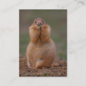 Profil oder Visitenkarte, Präriehund Visitenkarte (Rückseite)