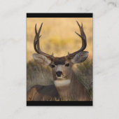 Profil oder Visitenkarte, Rotwild Visitenkarte (Rückseite)