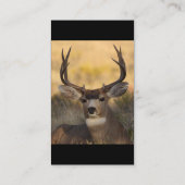 Profil oder Visitenkarte, Rotwild Visitenkarte (Rückseite)