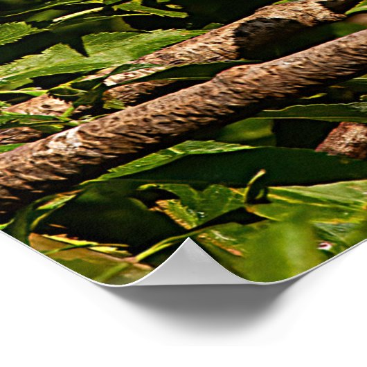 Profil-Poster für Rinder Poster (Ecke)