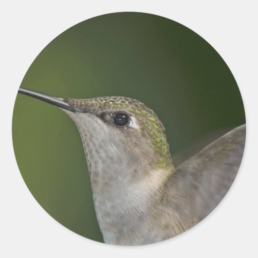 Profil Runder Aufkleber (Vorderseite)