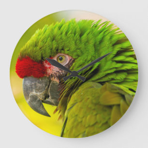 Profil von Macaw an Santa- BarbaraZoo Große Wanduhr