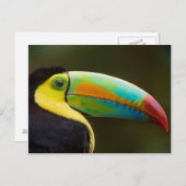 Profile of a Keel-billed Toucan Postkarte (Vorne/Hinten)
