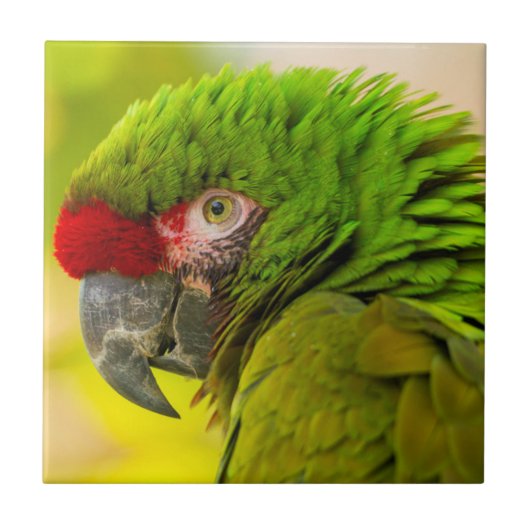 Profile of macaw at Santa Barbara Zoo Fliese (Vorderseite)