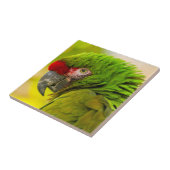 Profile of macaw at Santa Barbara Zoo Fliese (Seite)