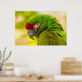 Profile of macaw at Santa Barbara Zoo Poster (Küche)