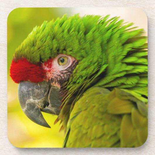 Profile of macaw at Santa Barbara Zoo Untersetzer (Vorderseite)