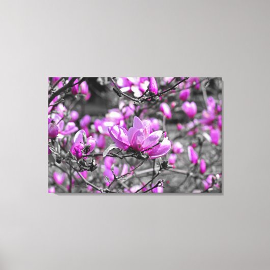 Profuse Magnolia Blooms Triptych Leinwanddruck (Vorderseite)