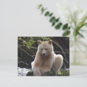 Project Spirit Bear Postkarte (Stehend Vorderseite)