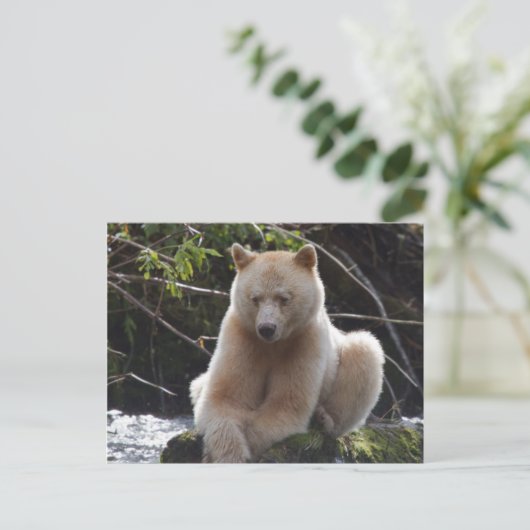 Project Spirit Bear Postkarte (Stehend Vorderseite)