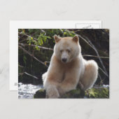 Project Spirit Bear Postkarte (Vorne/Hinten)
