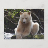 Project Spirit Bear Postkarte (Vorderseite)