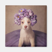 Projekt zur Unterbringung von Haustieren in Fiona Magnet (Vorne)