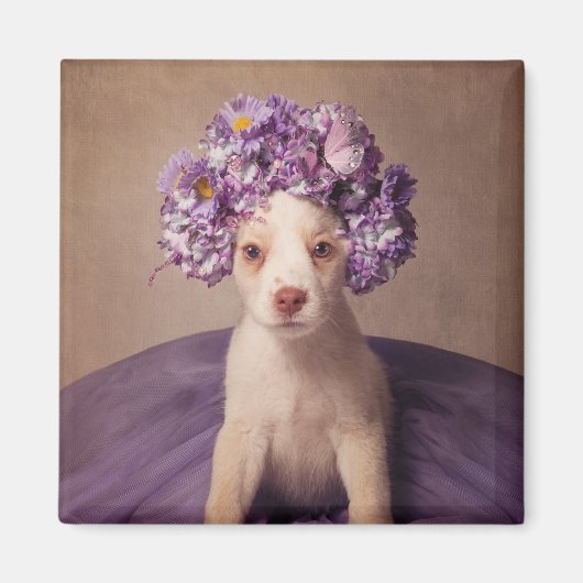 Projekt zur Unterbringung von Haustieren in Fiona Magnet (Vorne)