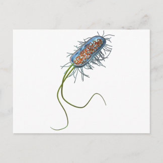 Prokaryotic Zelle Postkarte