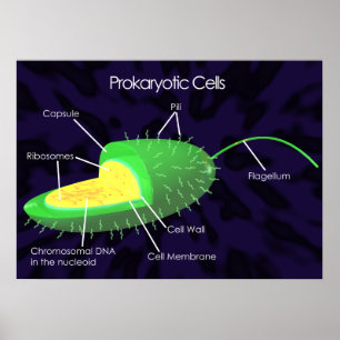 Prokaryotische Zelldiagramme Poster