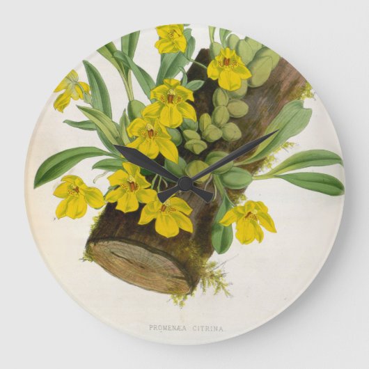 Promenaea Citrina Vintag Lindenia Orchids Große Wanduhr (Vorderseite)