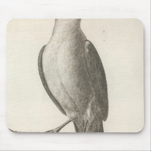 Promerops oder Bienenzäater von Kalifornien Mousepad