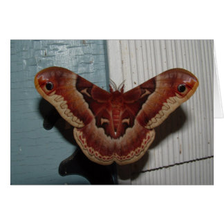 Promethea Moth