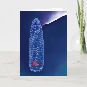 PROMETHEUS (Karte) Karte