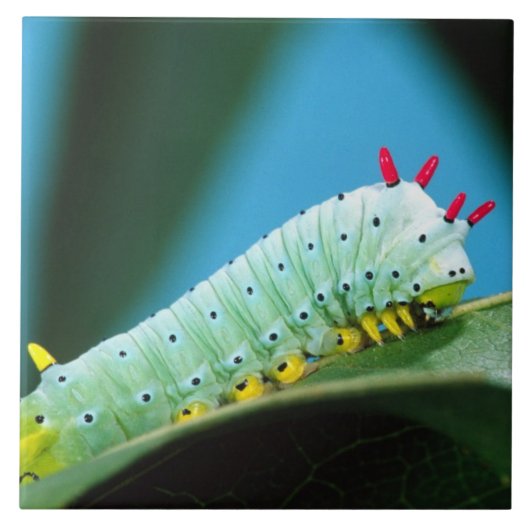 Prometheus-Mottenraupe, Callosamia Fliese (Vorderseite)