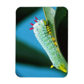 Prometheus-Mottenraupe, Callosamia Magnet (Vertikal)