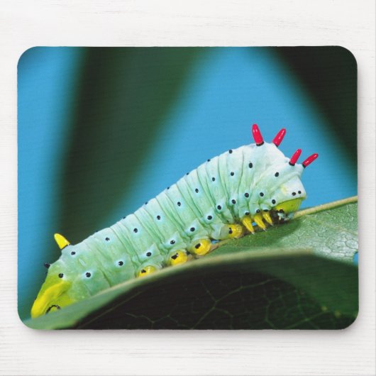 Prometheus-Mottenraupe, Callosamia Mousepad (Vorne)