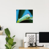 Prometheus-Mottenraupe, Callosamia Poster (Heimbüro)