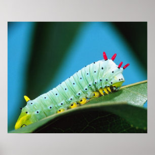 Prometheus-Mottenraupe, Callosamia Poster