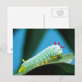 Prometheus-Mottenraupe, Callosamia Postkarte (Vorne/Hinten)