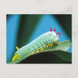 Prometheus-Mottenraupe, Callosamia Postkarte