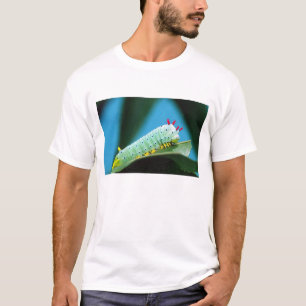 Prometheus-Mottenraupe, Callosamia T-Shirt