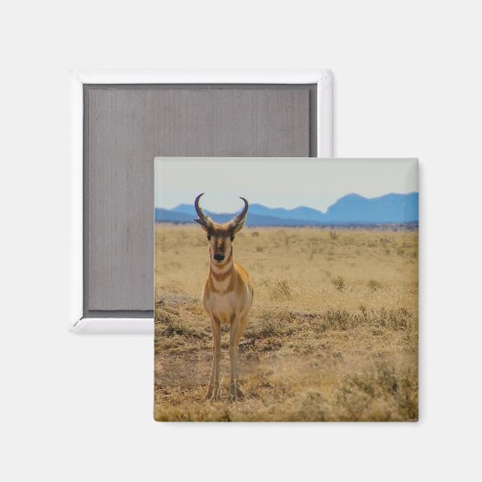 Promghorn Magnet (Vorderseite/Rückseite)