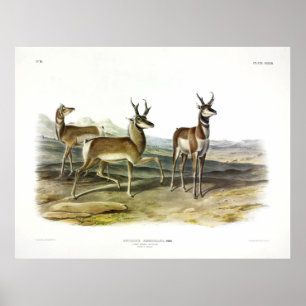 Prong-horned Antelope (Pronghorn) von Audubon Poster